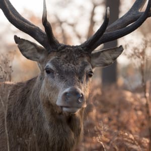 A close photo of a large stag’s head. The stag is looking directly at the camera.