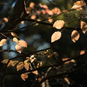 A photo of several autumnal leaves against a dark background.