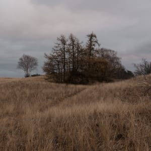 A grassy field with some trees on the right hand side.