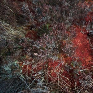 A photo pointing down at moss and grasses. The moss is deep red in colour.