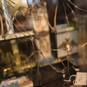 Small skeletons on display behind glass.
