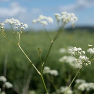 A close macro photo of some white wild flowers.