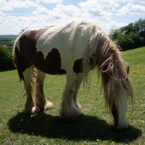 A white and brown pony with hairy legs bends down and eats some grass.
