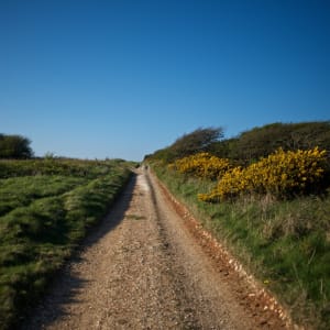 Looking down a dirt path with grass and bushes on either side in the late afternoon sun.