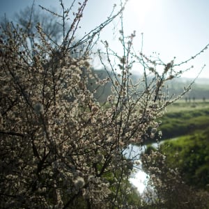 Small flowers blossom in the morning sun.