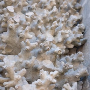 A close macro photo of some carvings in Pena Palace. The carvings look like worms / coral.