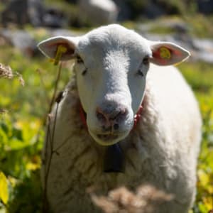 A white sheep looks directly at the camera