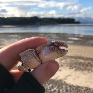 A hand holding the remains of a crab’s claw