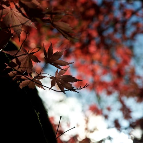 A dark photo of some dark red maple leaves.
