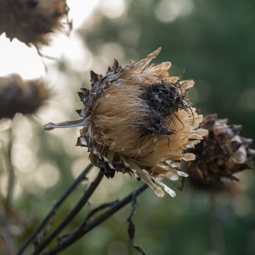 A photo of a cardoon head in autumn sunlight. It looks like a cross between a thistle and an artichoke.