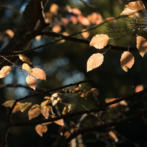 A photo of several autumnal leaves against a dark background.
