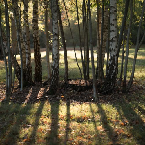 A photo of several closely grouped trees / trunks backlit by sun.