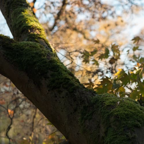 A photo of a tree trunk bending to the side with autumnal leaves behind.