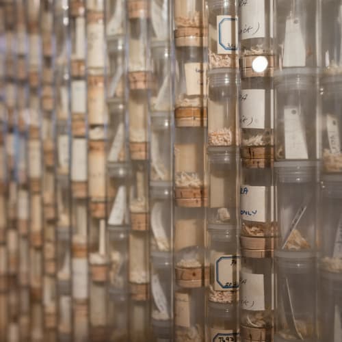 Small cork capped vials of bone fragments stacked end to end, row upon row.