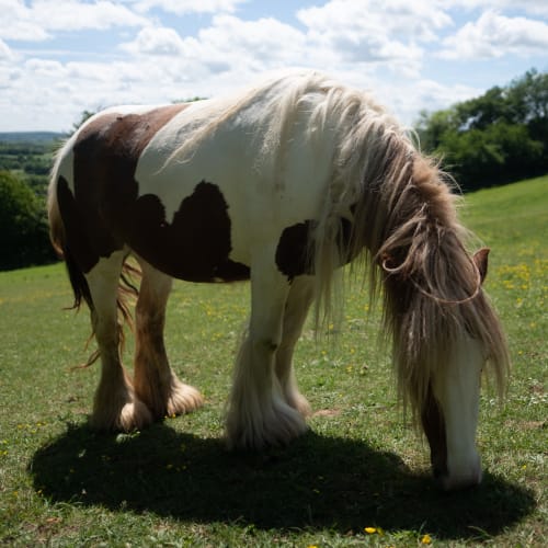 A white and brown pony with hairy legs bends down and eats some grass.