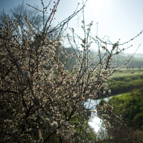 Small flowers blossom in the morning sun.
