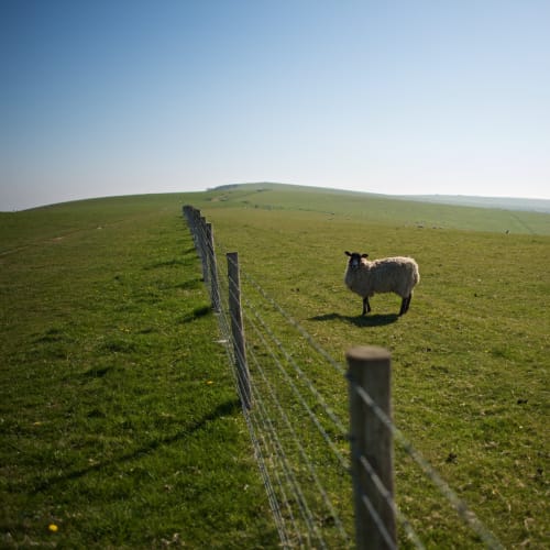A solitary sheep looks towards the photographer. A wire fence divides the two.