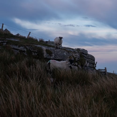 Two sheep on a grassy hill look at the camera in early evening light. The sky is tinged with blue and pink clouds.