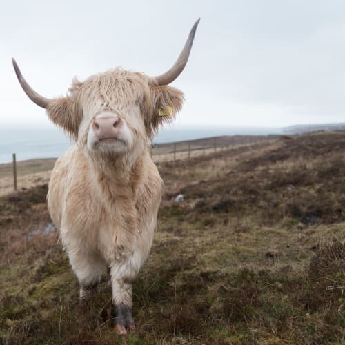 A cream coloured highland cow with large horns faces the camera. There’s long shaggy hair covering it’s eyes.