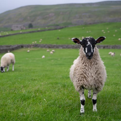 A sheep looks directly at the camera.