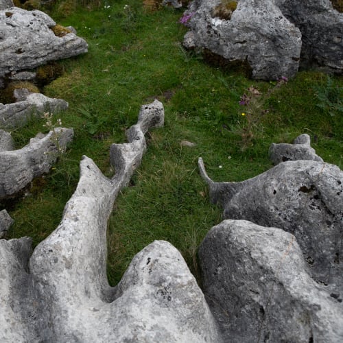Looking down at a limestone pavement in Whernside. The limestone is severely eroded and filled with grass in between.