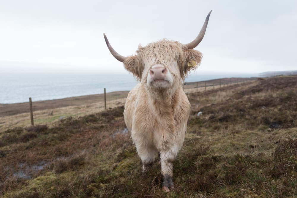 A cream coloured highland cow with large horns faces the camera. There’s long shaggy hair covering it’s eyes.