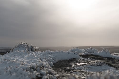A photo taken from close to the ground of snow covered grasses.