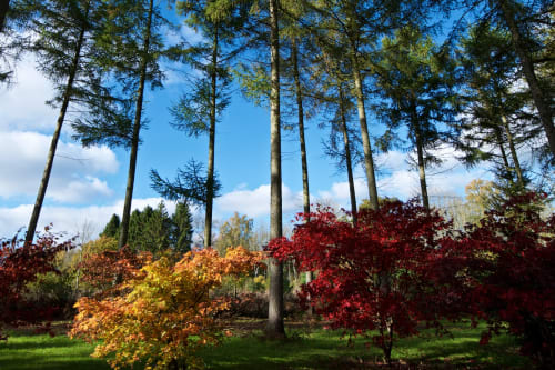 A wide angle photo of a very tall tree with two colourful maple trees at the base, one orange, one red.