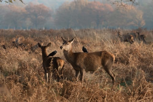 Two deer stand next to each other, each with a raven on their back. They’re lit up warmly by dawn sunlight.