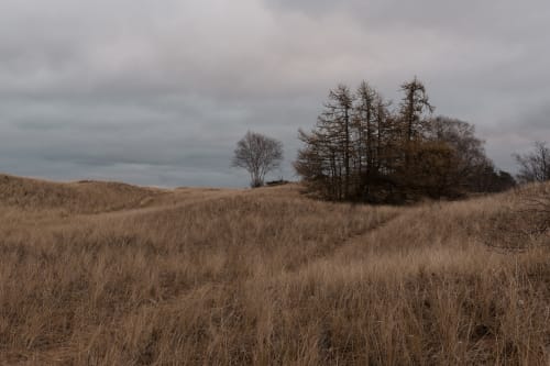 A grassy field with some trees on the right hand side.