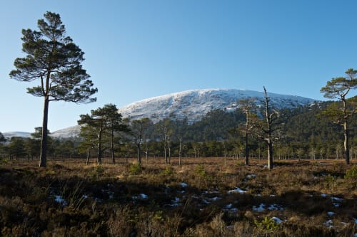 A wide photo in morning sunlight. In the background there’s a hump of a snowy hillside. In the foreground there’s brownish grass with tall trees littered about.