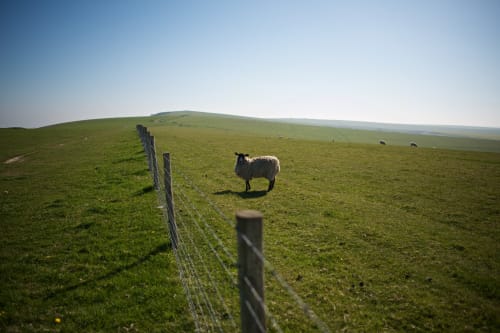 A solitary sheep looks towards the photographer. A wire fence divides the two.