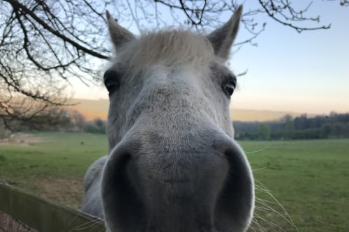 A white horse extremely close to the camera with it’s nostrils covering half the frame.