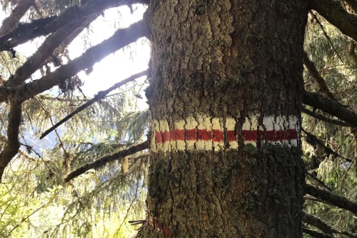 A close photo of the trunk of a medium sized tree. A stripe of white-red-white stripe has been painted horizontally around the trunk.