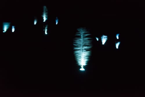 Feathers spin quickly at night. They’re lit from below, and look almost like smoke.