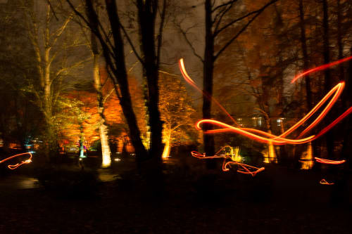 Orange streaks of light in a dark woodland.