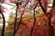 A photo of an autumnal red maple tree with yellow maple leaves in the background.