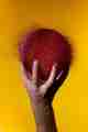 Photo of a burst water balloon. It’s dark red, and held in a hand.