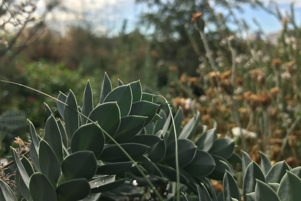 A macro photo of some spiky leaves.