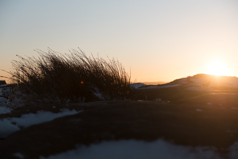 A golden sunset with grasses silhouetted in the foreground.