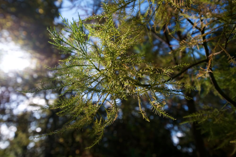 A close macro photo of some fine gree branches.