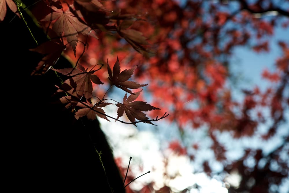 A dark photo of some dark red maple leaves.