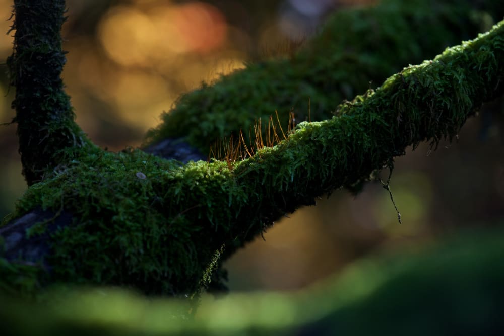 A macro photo of a tree branch with small plants growing out of it.