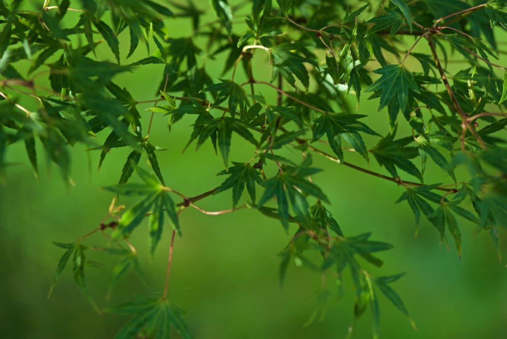 Many small green maple leaves against a green background.