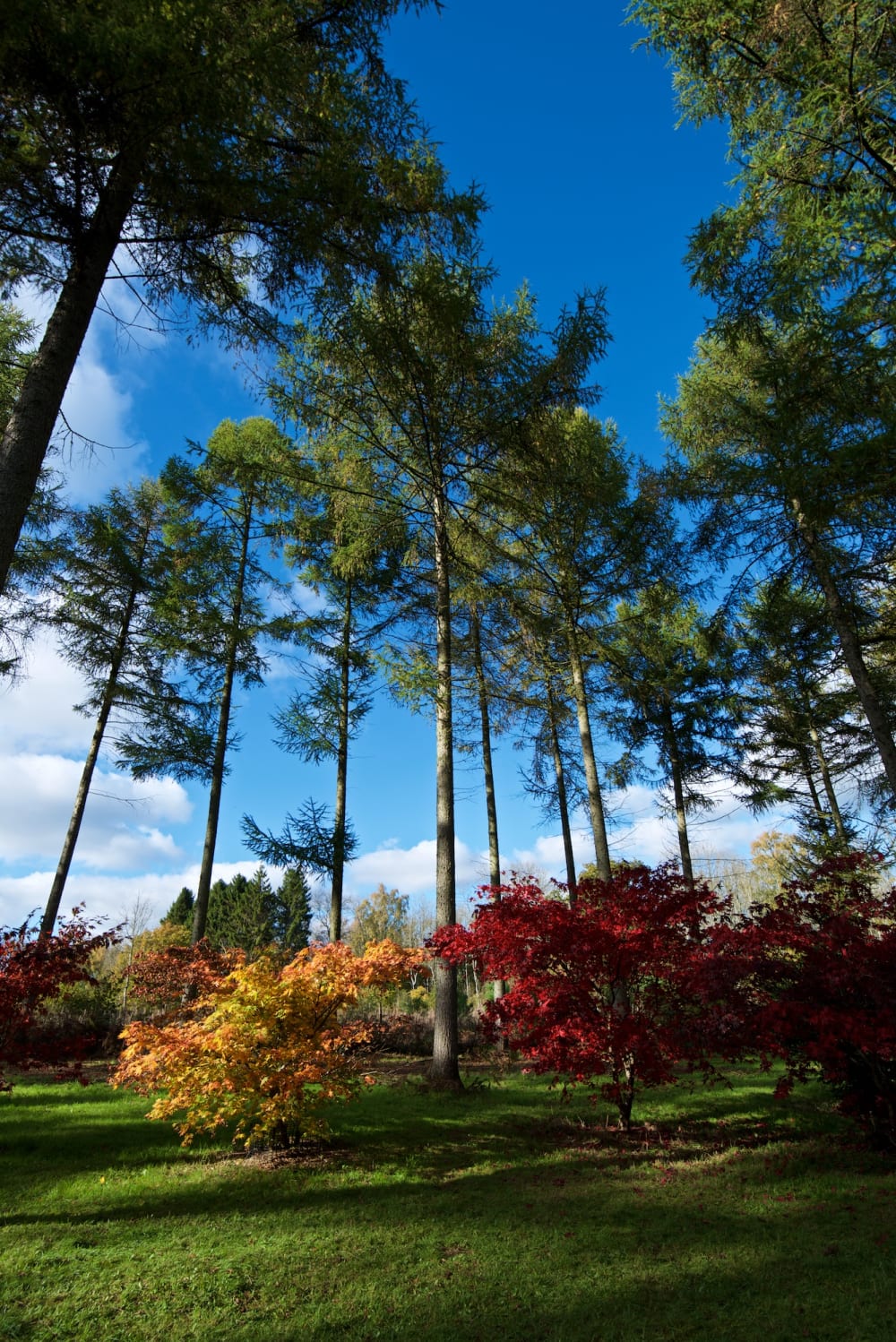 A wide angle photo of a very tall tree with two colourful maple trees at the base, one orange, one red.