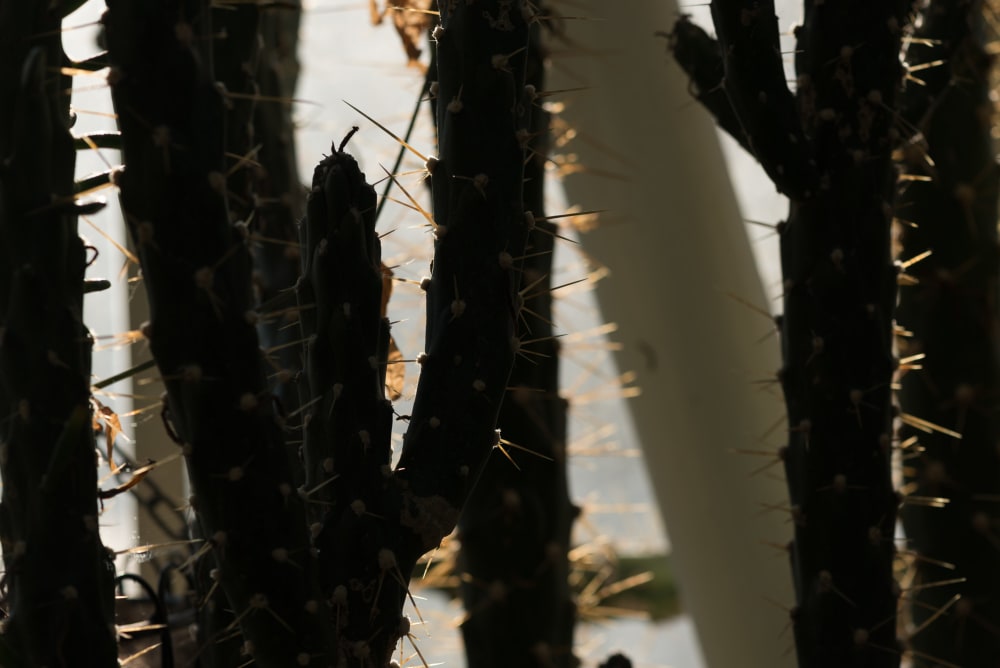 Several prickly stems of a cactus backlit by sunlight