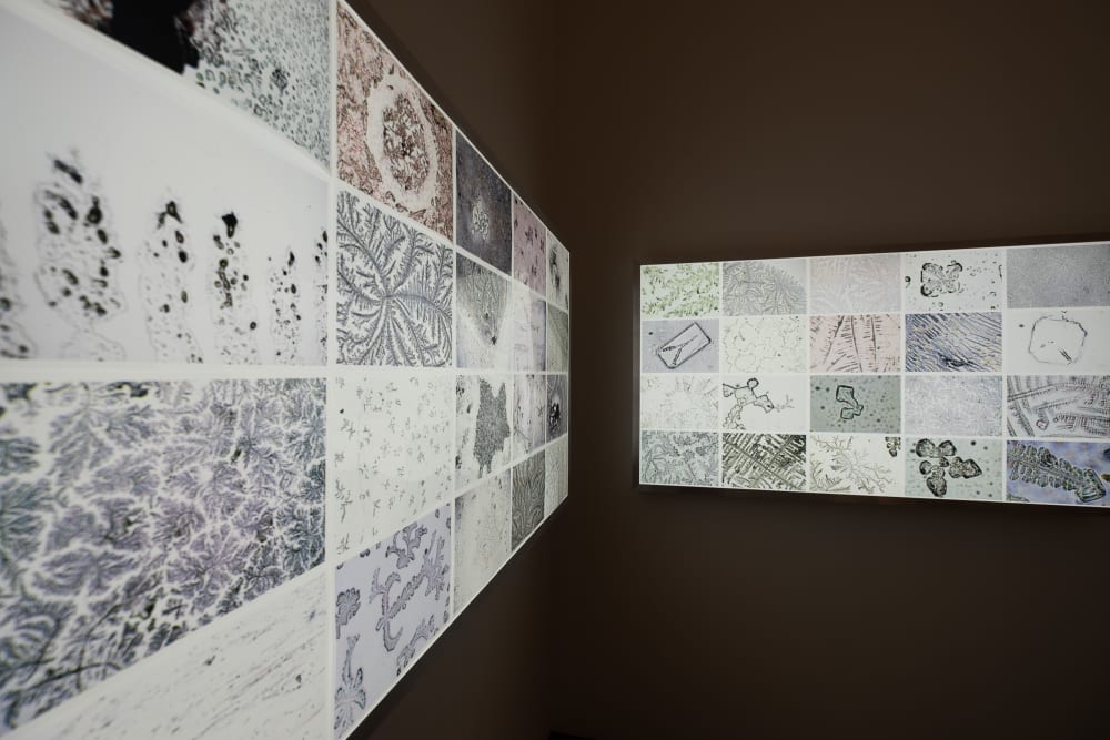 A photo of two light panels displaying photos of microscopic objects.