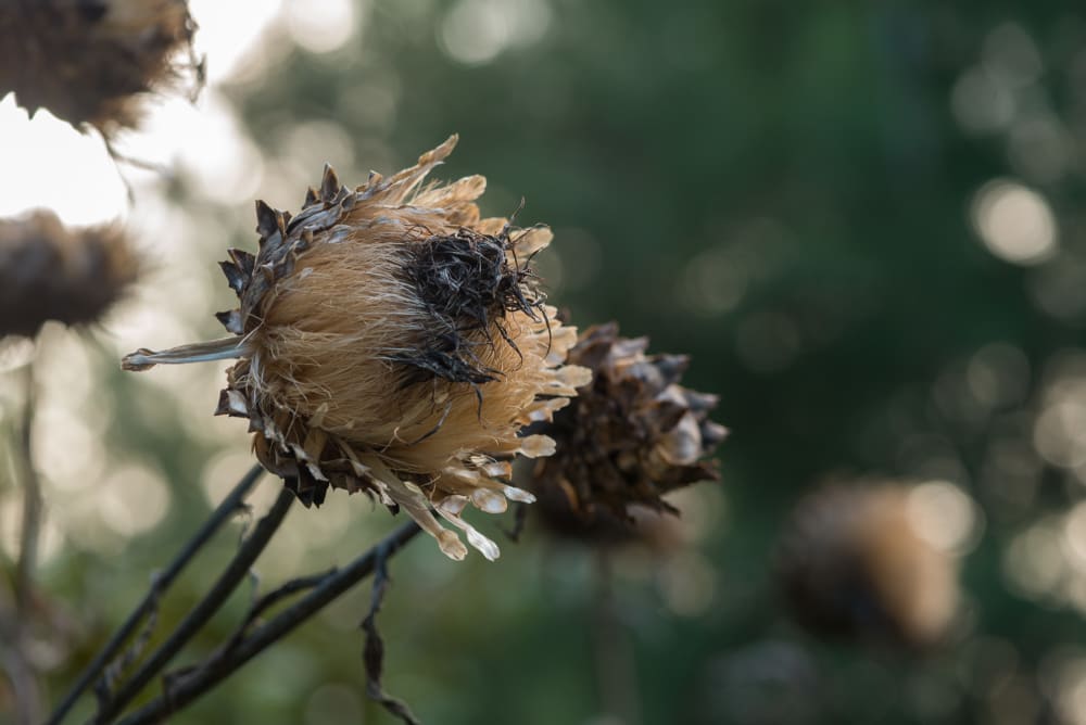 A photo of a cardoon head in autumn sunlight. It looks like a cross between a thistle and an artichoke.