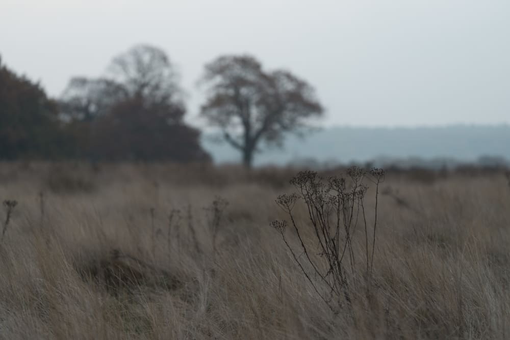 A soft focus image of some branches with dry grass in the background.