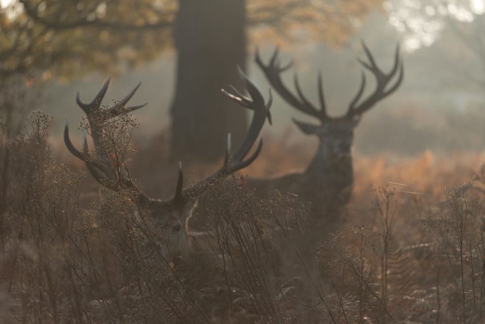 Two stags are silhouette in front of dawn sunlight, partially hidden by ferns.